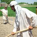 Landbouwers in Aliabad